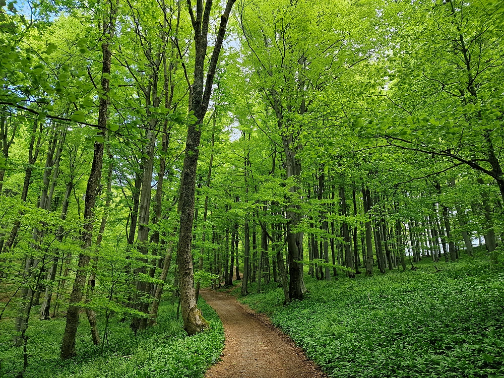 Slika je vidna v Google Chromu.