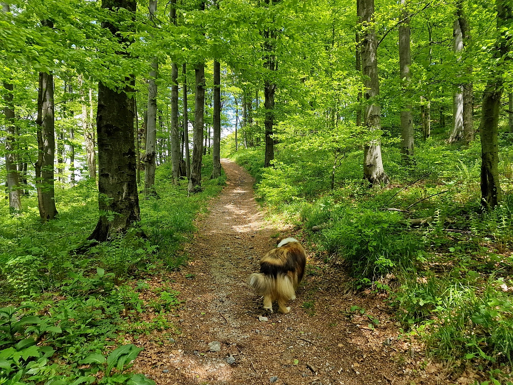 Slika je vidna v Google Chromu.