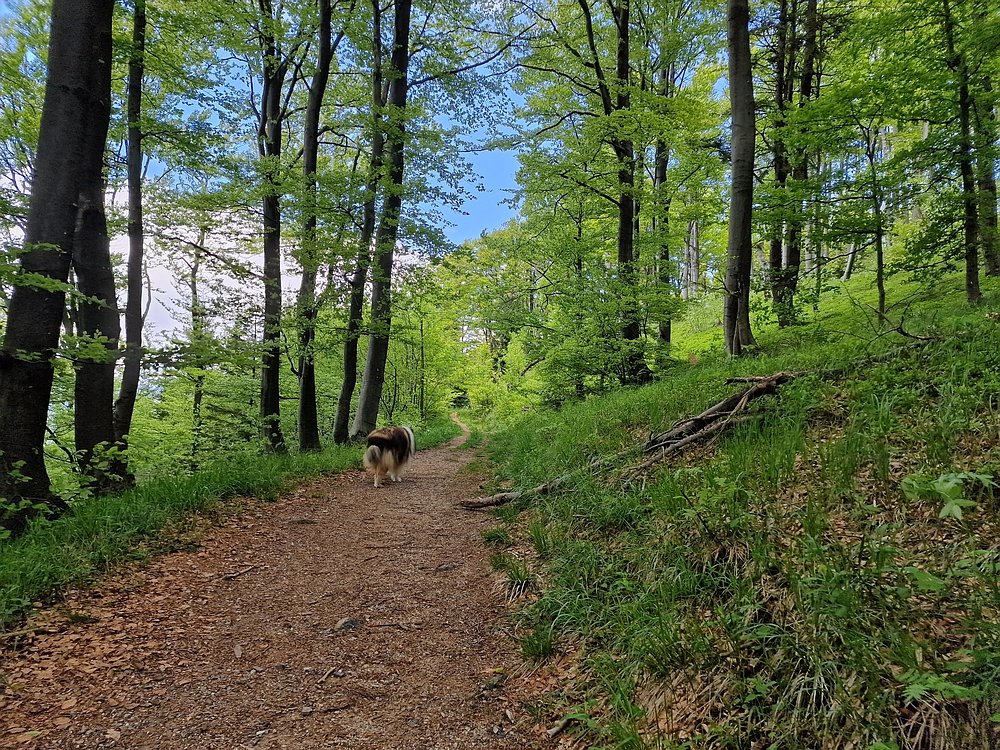 Slika je vidna v Google Chromu.