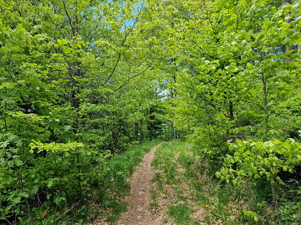 Slika je vidna v Google Chromu.