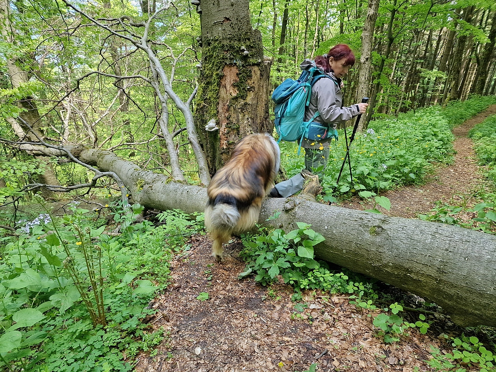 Slika je vidna v Google Chromu.
