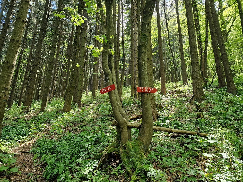 Slika je vidna v Google Chromu.