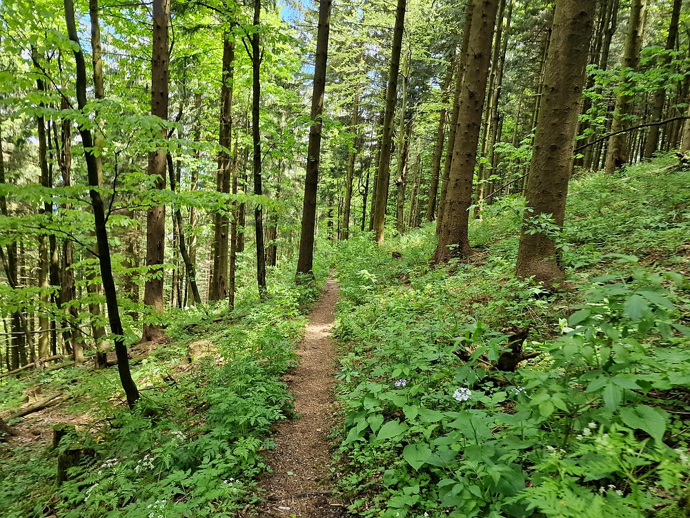 Slika je vidna v Google Chromu.