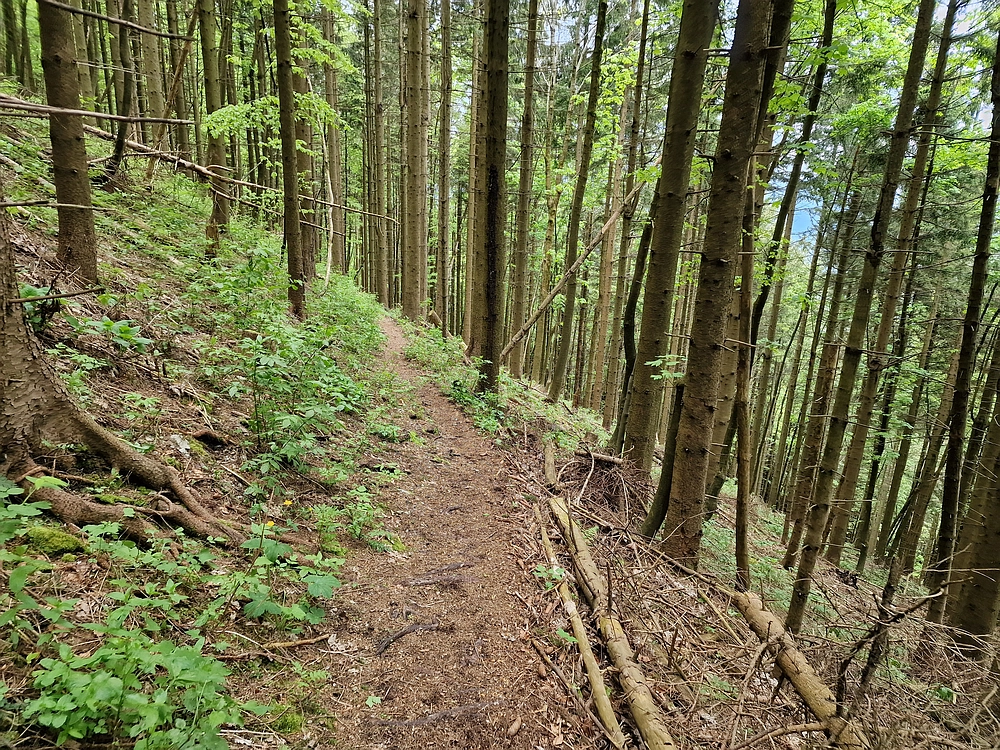 Slika je vidna v Google Chromu.