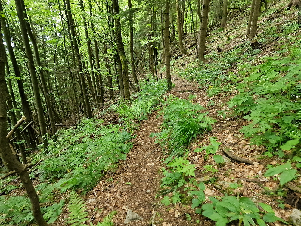 Slika je vidna v Google Chromu.