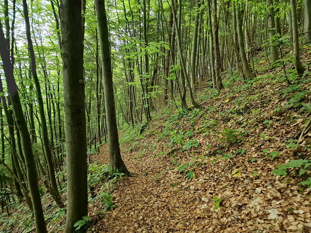Slika je vidna v Google Chromu.