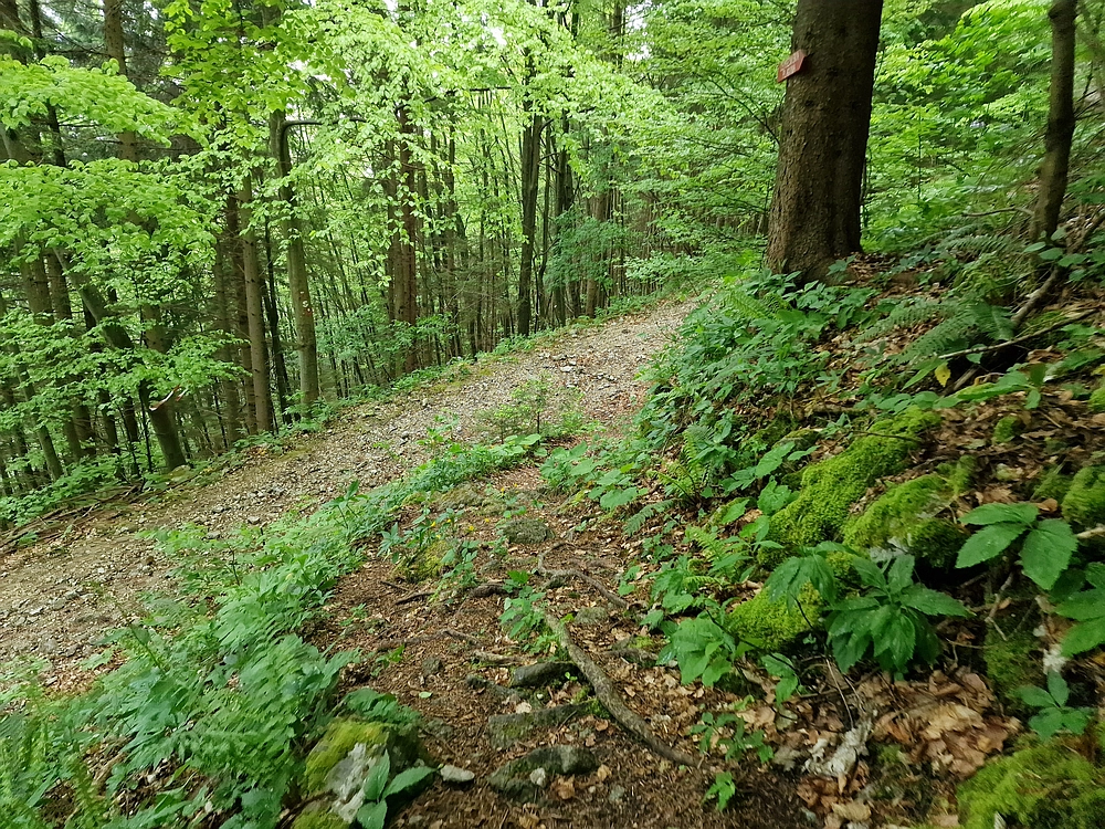 Slika je vidna v Google Chromu.