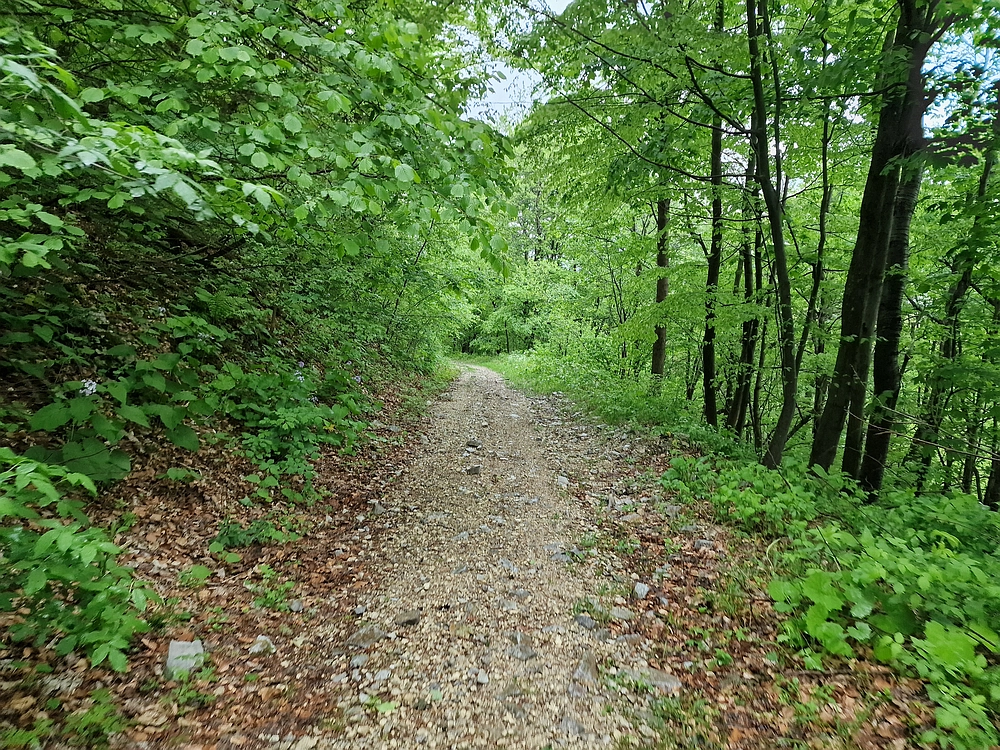 Slika je vidna v Google Chromu.