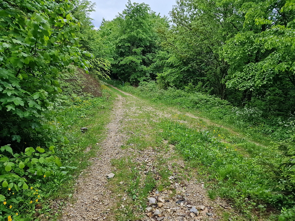 Slika je vidna v Google Chromu.