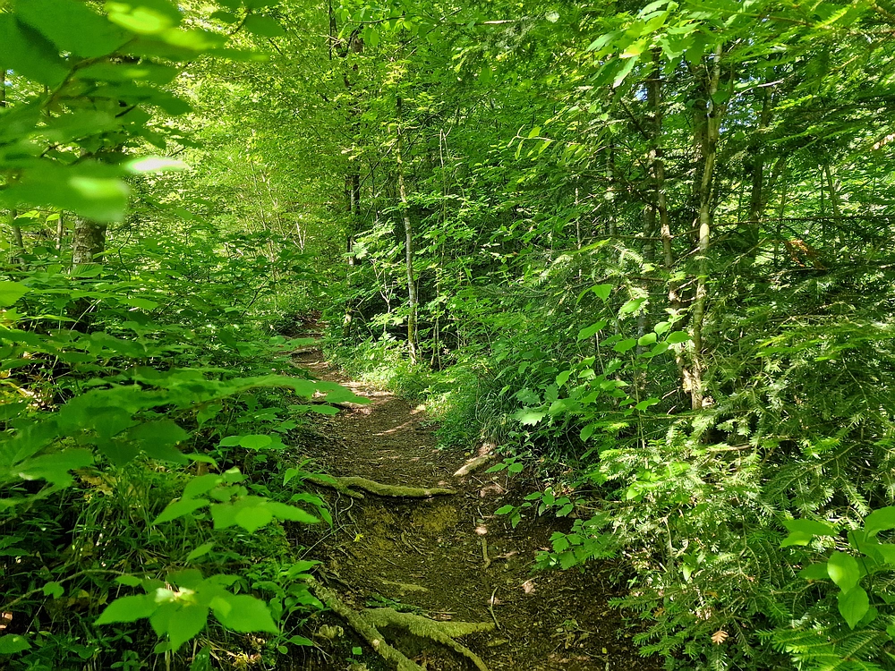 Slika je vidna v Google Chromu.