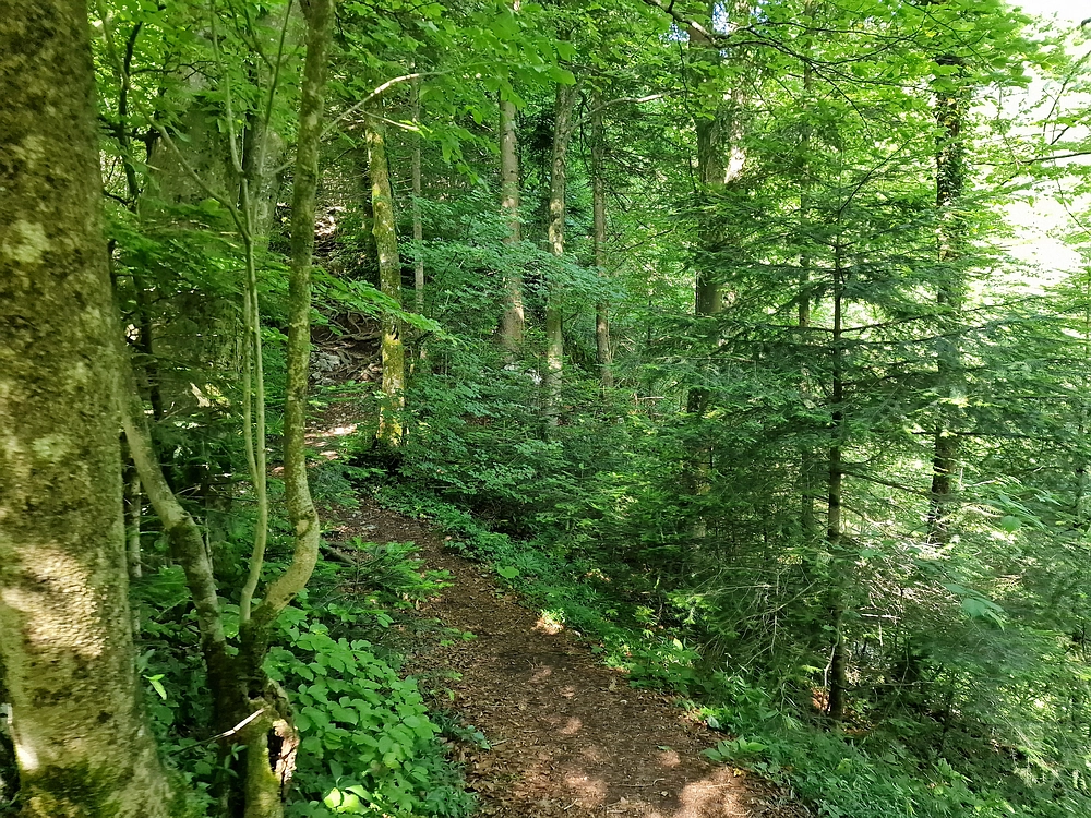 Slika je vidna v Google Chromu.