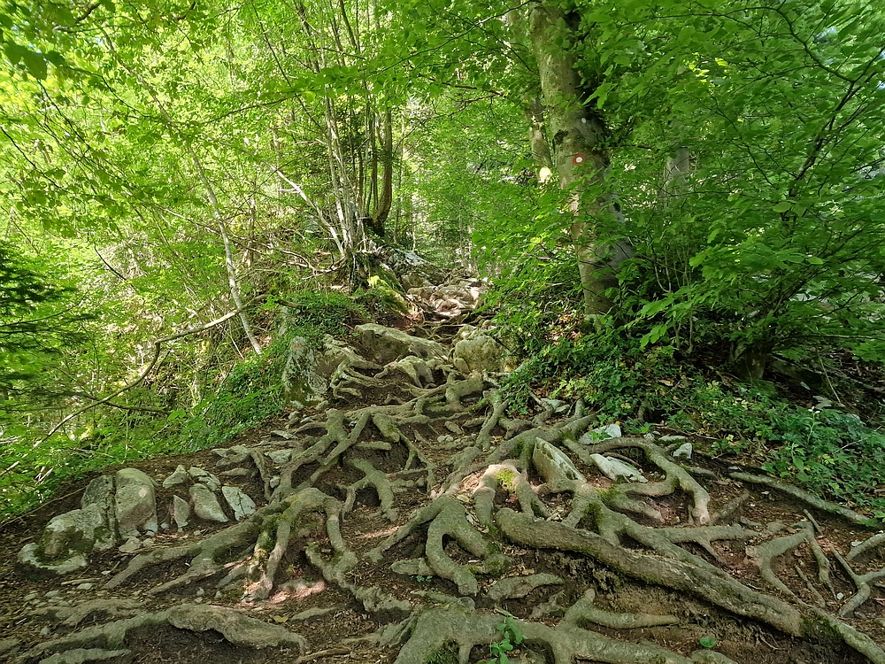 Slika je vidna v Google Chromu.