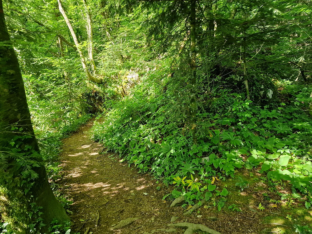 Slika je vidna v Google Chromu.