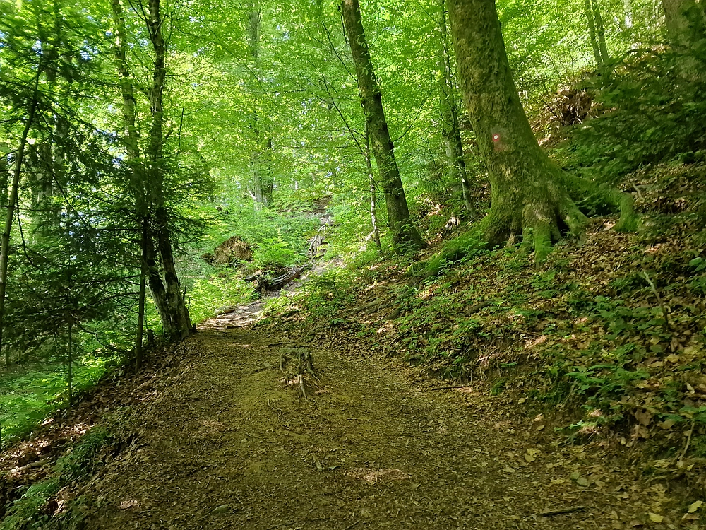 Slika je vidna v Google Chromu.