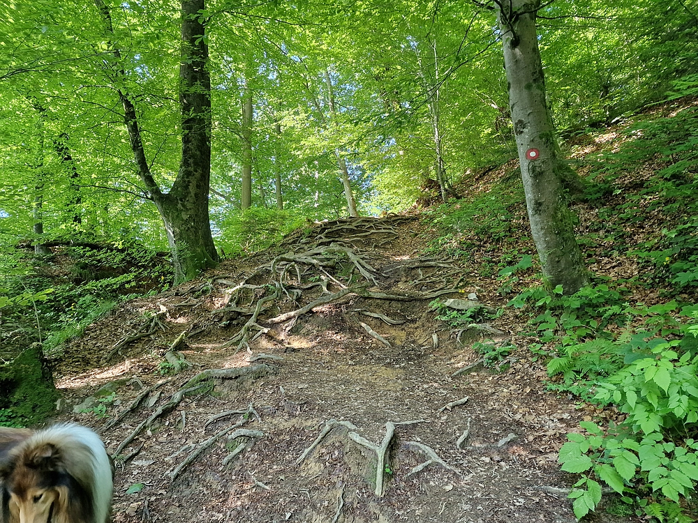 Slika je vidna v Google Chromu.