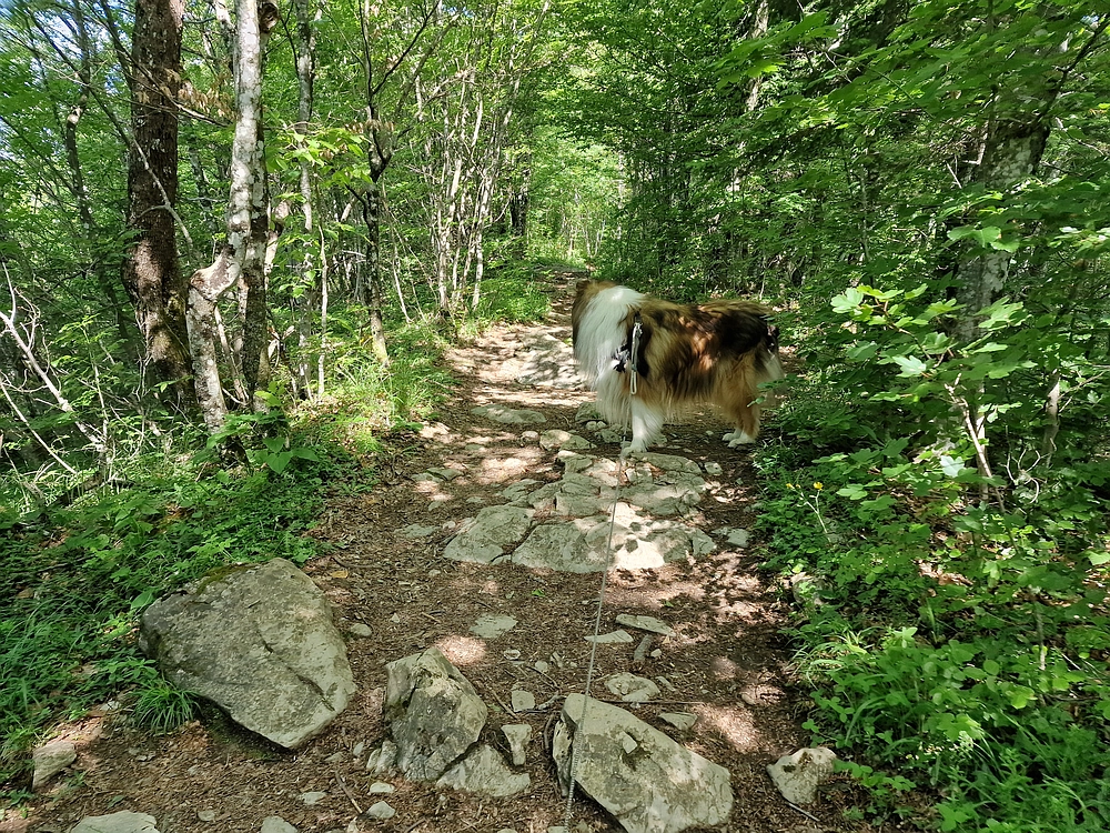 Slika je vidna v Google Chromu.