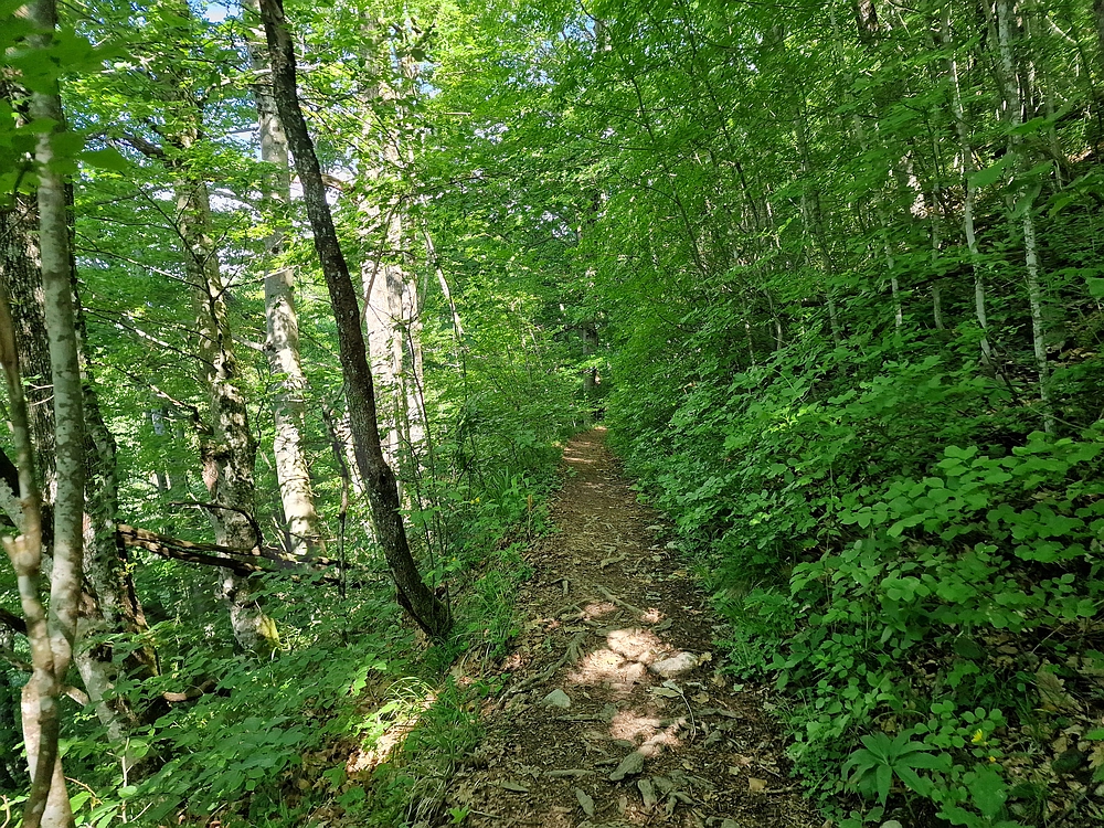 Slika je vidna v Google Chromu.