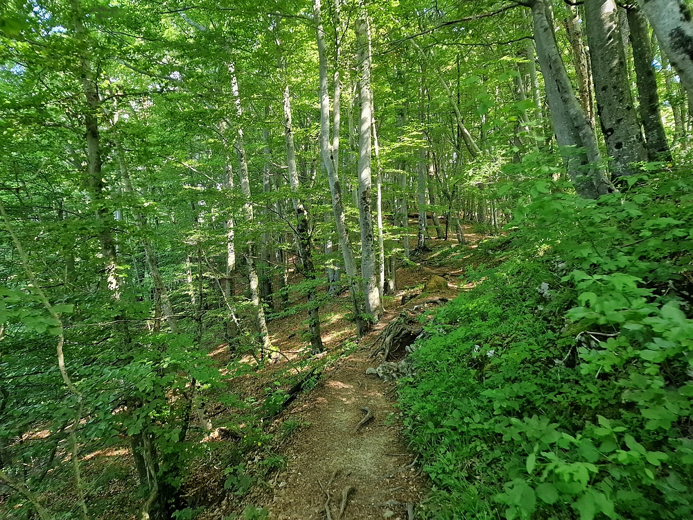 Slika je vidna v Google Chromu.