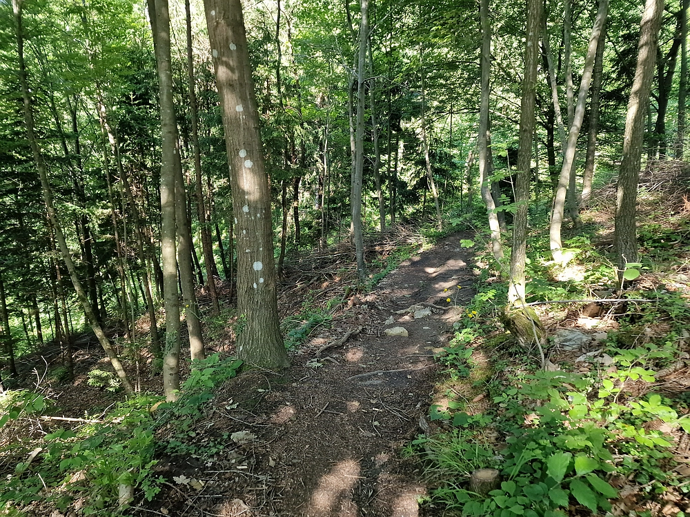 Slika je vidna v Google Chromu.