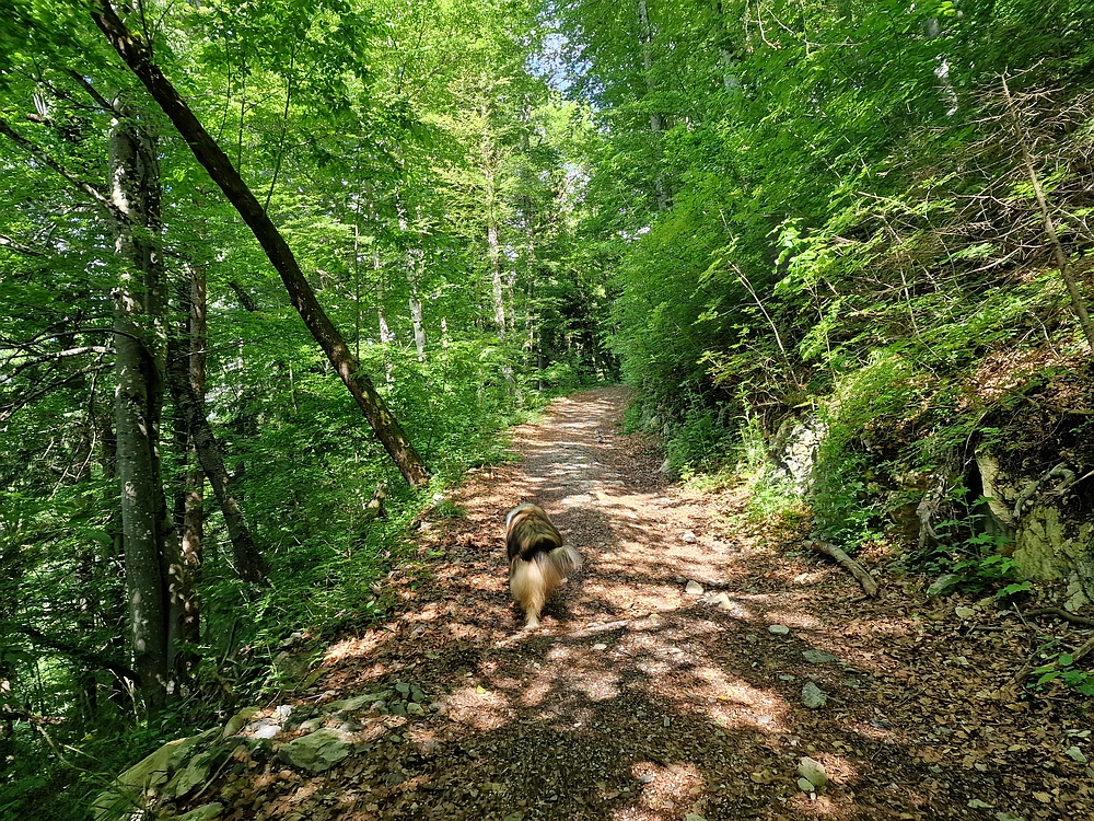 Slika je vidna v Google Chromu.