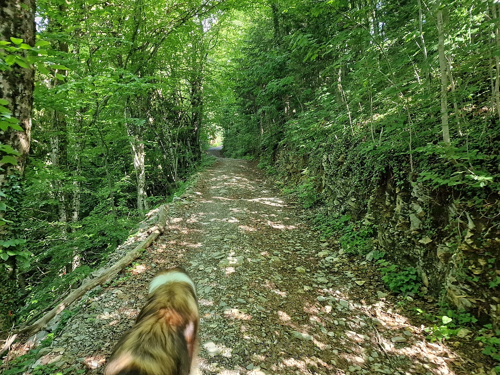 Slika je vidna v Google Chromu.