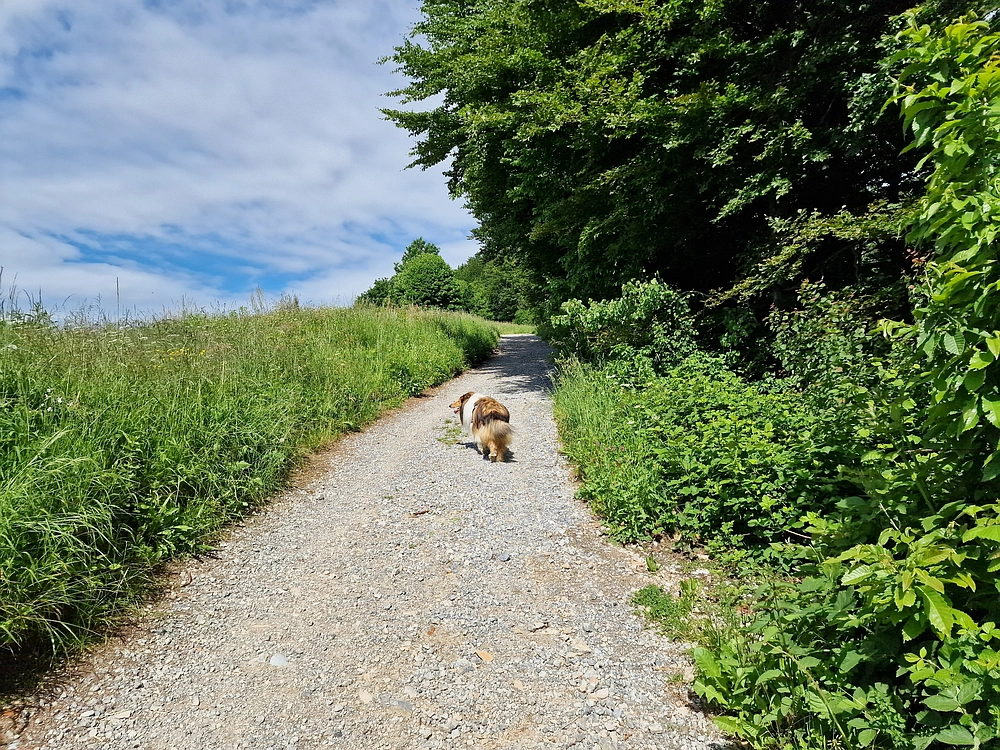 Slika je vidna v Google Chromu.