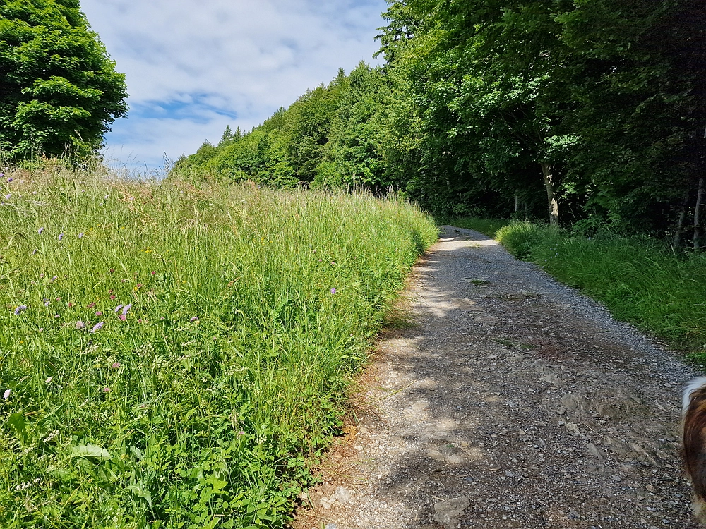Slika je vidna v Google Chromu.