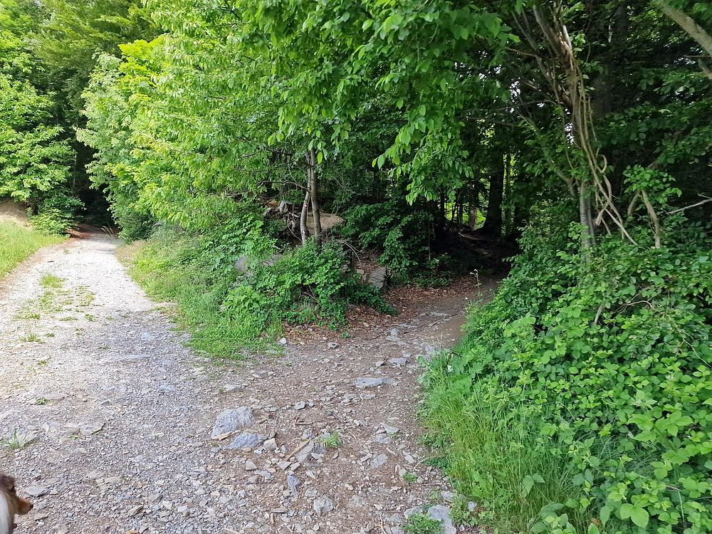 Slika je vidna v Google Chromu.