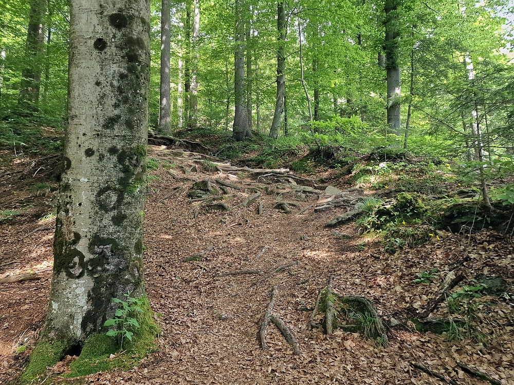 Slika je vidna v Google Chromu.