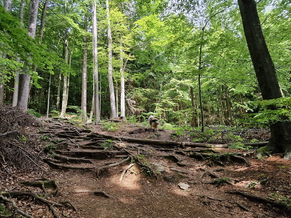 Slika je vidna v Google Chromu.