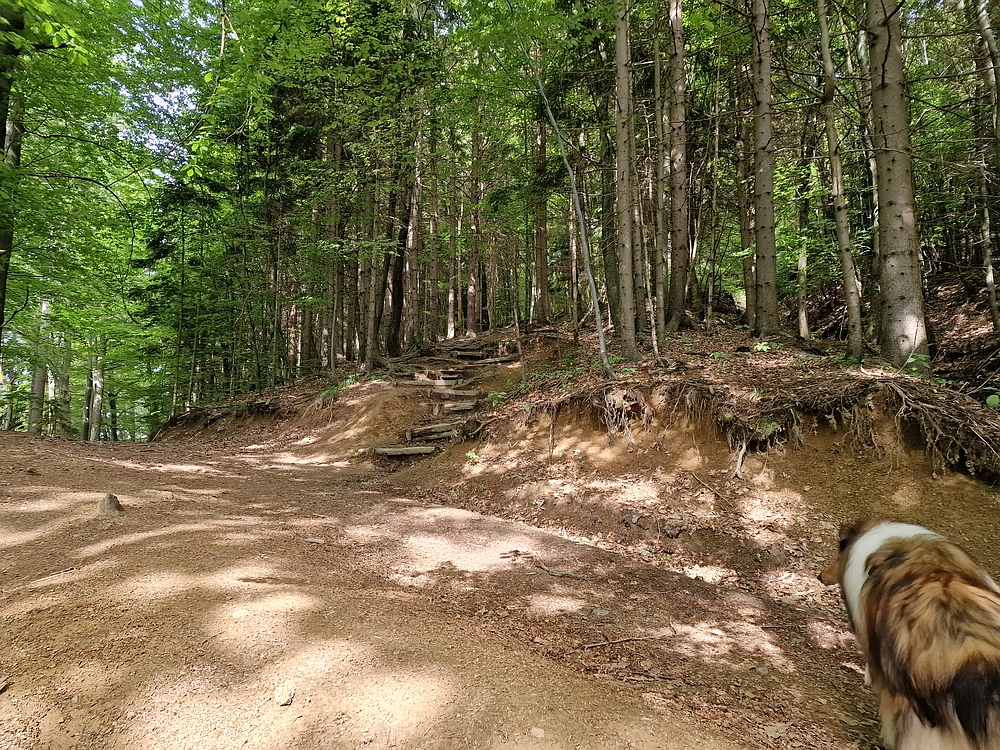 Slika je vidna v Google Chromu.