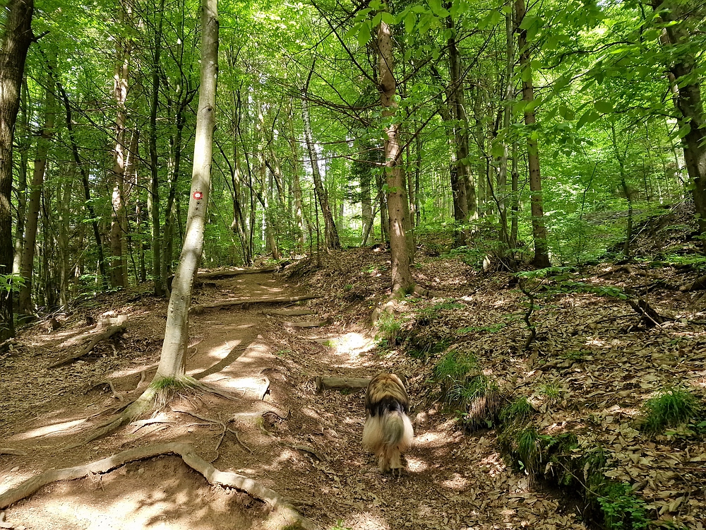 Slika je vidna v Google Chromu.