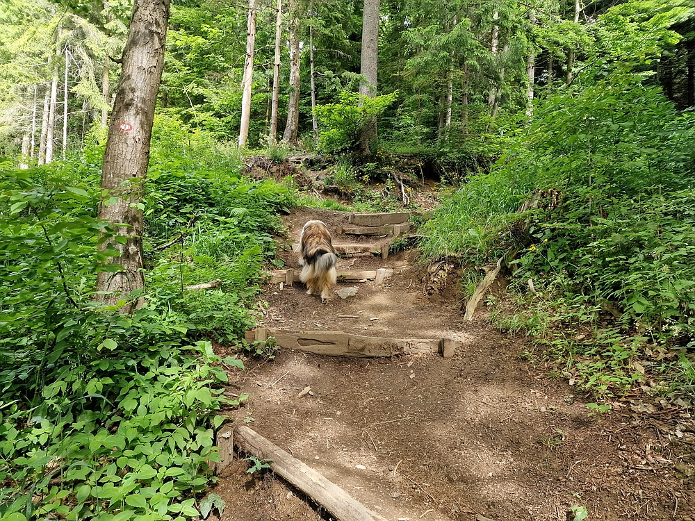 Slika je vidna v Google Chromu.