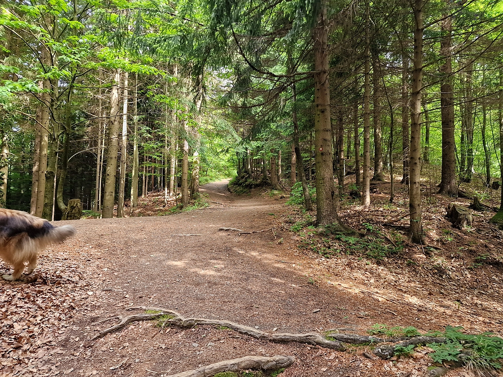 Slika je vidna v Google Chromu.