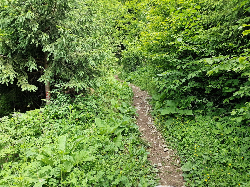 Slika je vidna v Google Chromu.