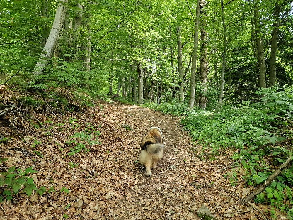 Slika je vidna v Google Chromu.
