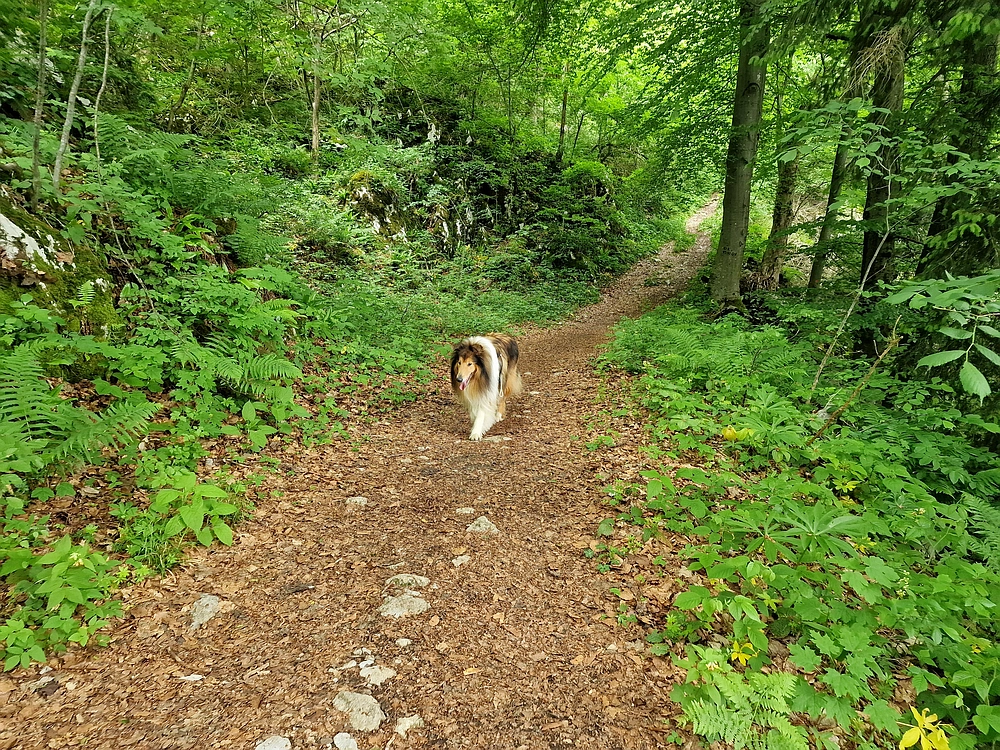 Slika je vidna v Google Chromu.