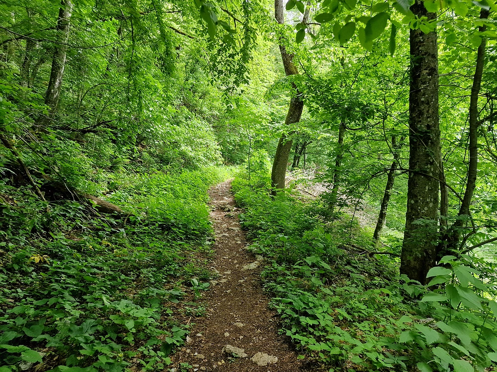 Slika je vidna v Google Chromu.