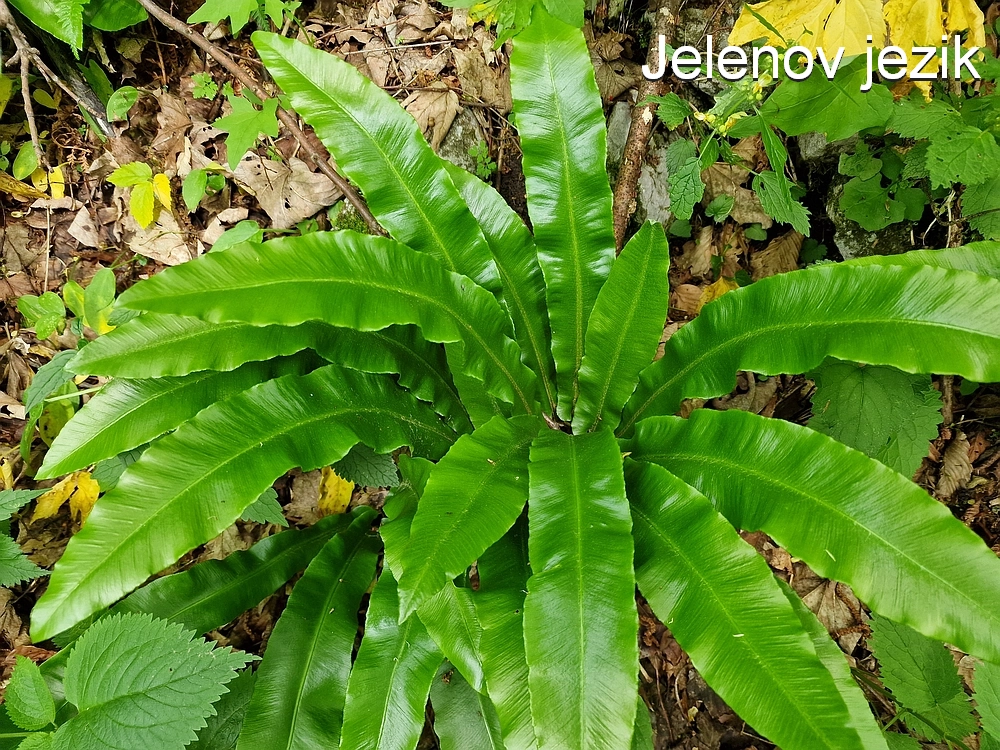 Slika je vidna v Google Chromu.