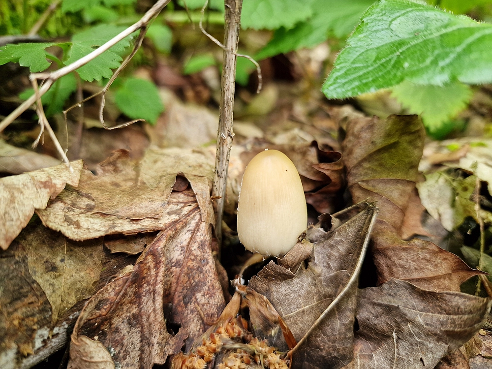 Slika je vidna v Google Chromu.