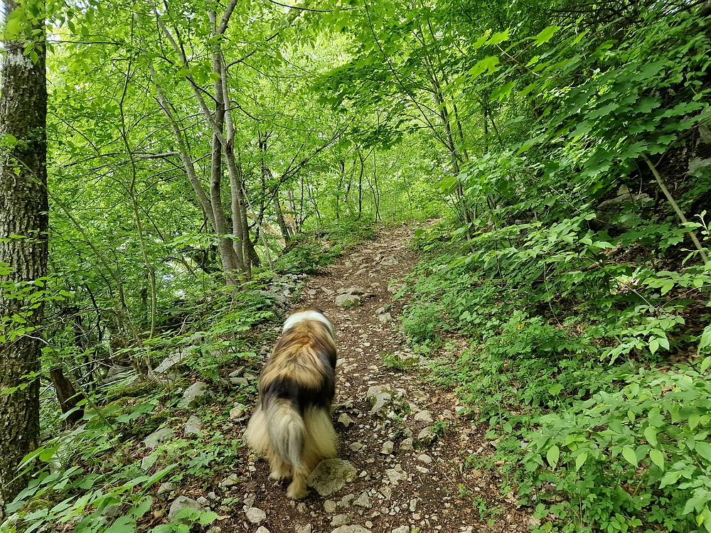 Slika je vidna v Google Chromu.