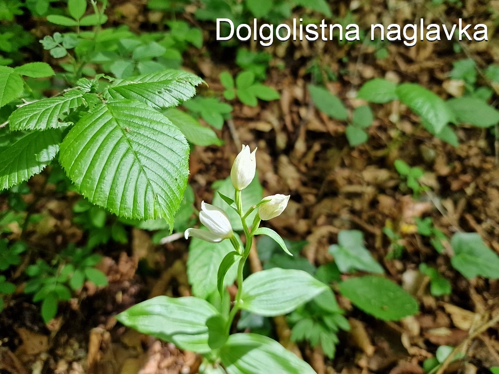 Slika je vidna v Google Chromu.