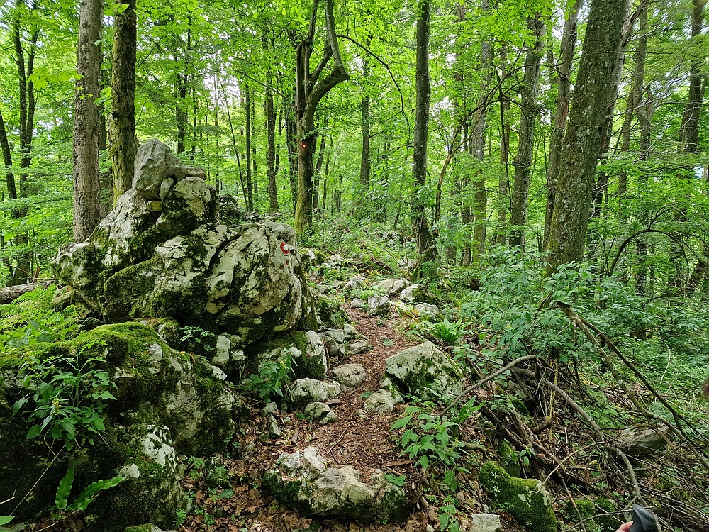 Slika je vidna v Google Chromu.