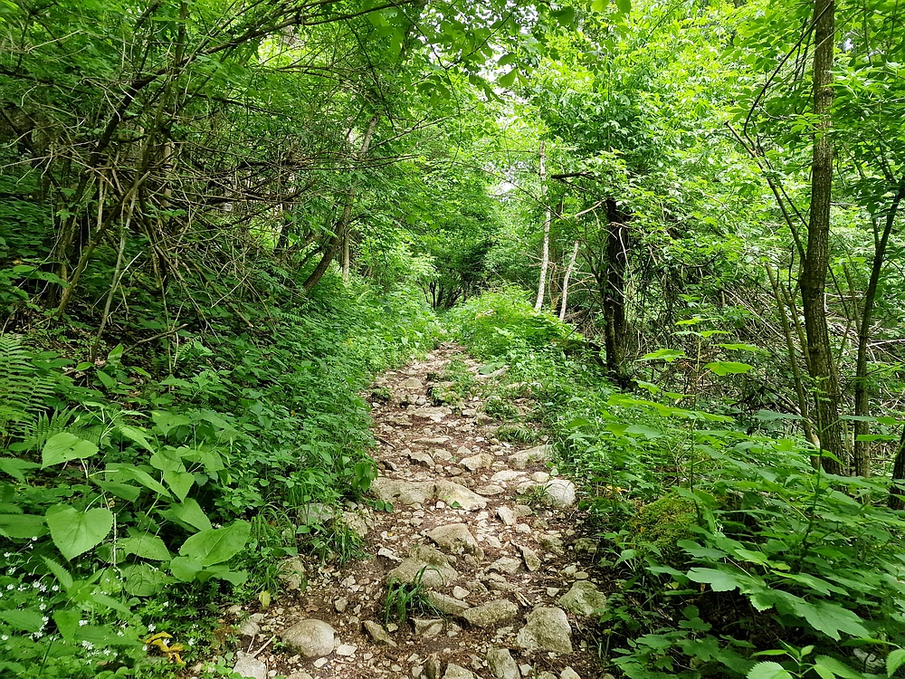 Slika je vidna v Google Chromu.