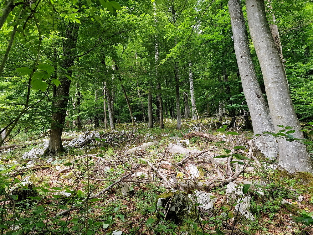 Slika je vidna v Google Chromu.