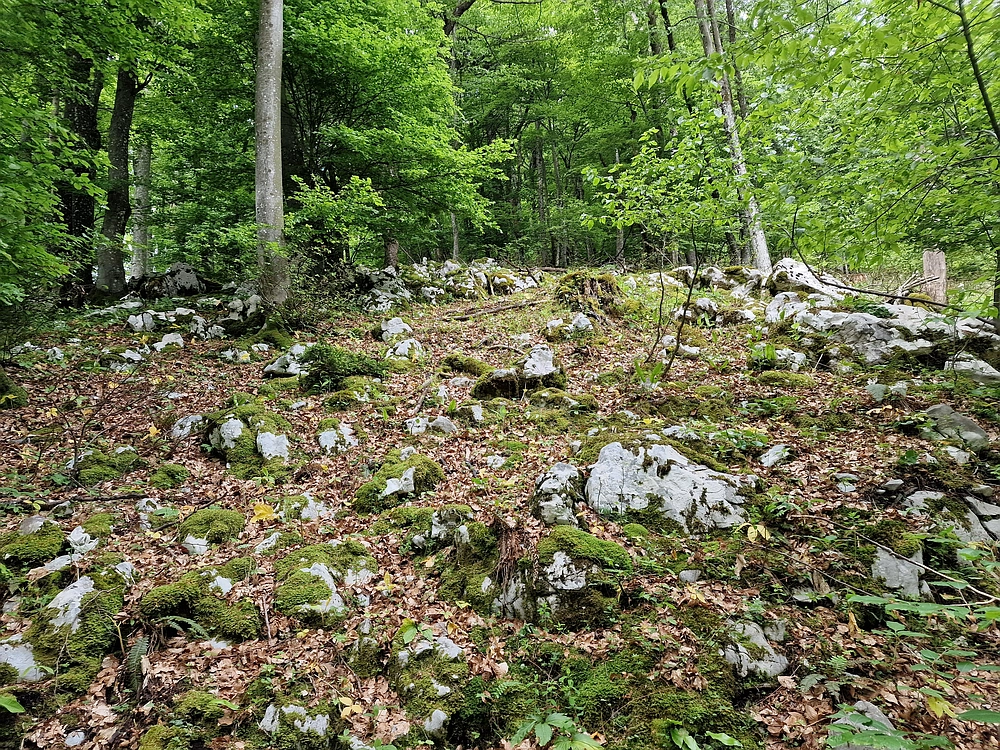 Slika je vidna v Google Chromu.