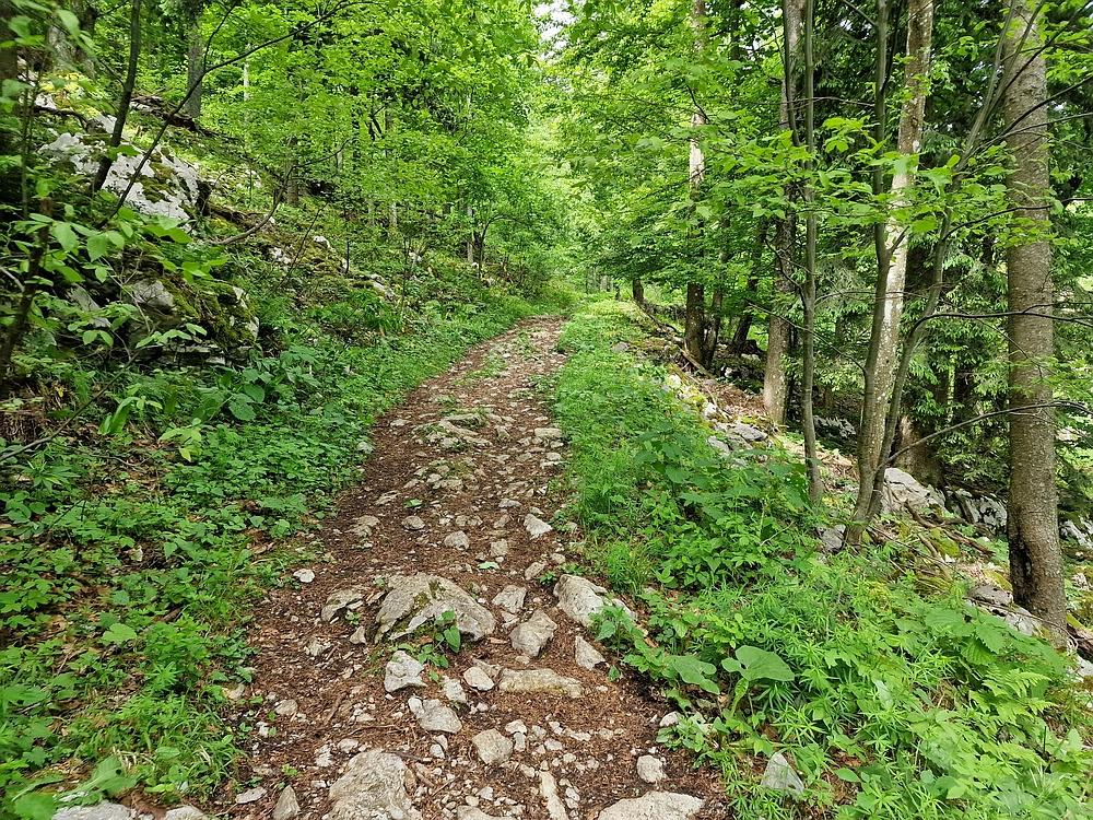 Slika je vidna v Google Chromu.