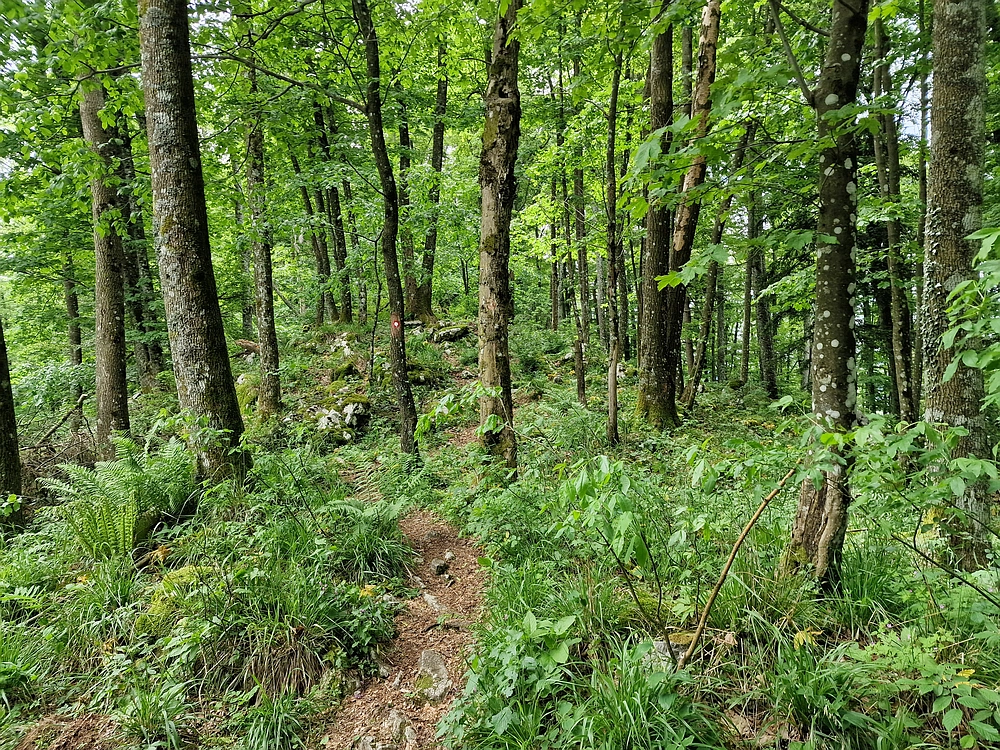 Slika je vidna v Google Chromu.