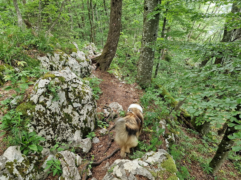 Slika je vidna v Google Chromu.