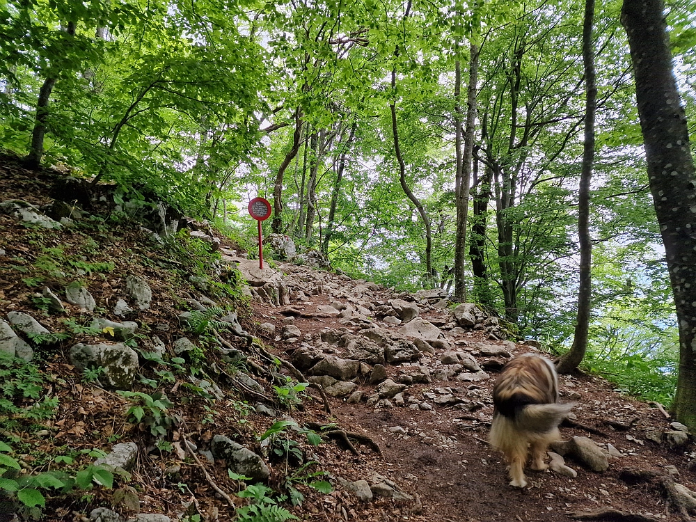 Slika je vidna v Google Chromu.